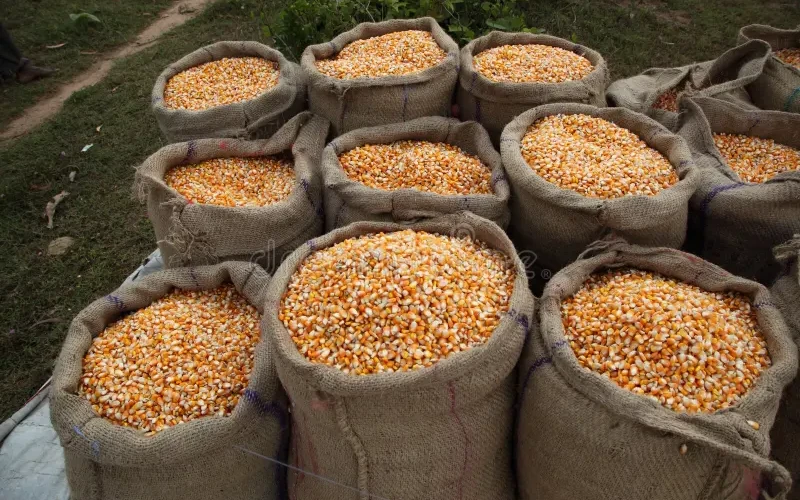 Poultry Feed Maize